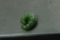 Patania ruralis