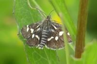 Eurrhypis pollinalis