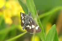 Eurrhypis pollinalis