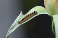 Lymantria dispar