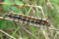 Eriogaster catax