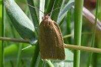 Aphelia viburnana