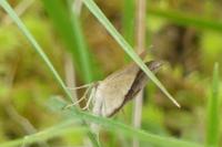 Scotopteryx