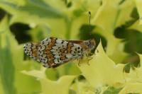 Melitaea cinxia