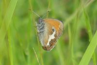 Coenonympha arcania