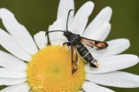 Pyropteron chrysidiforme