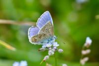 Polyommatus icarus