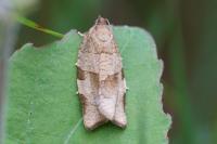 Choristoneura hebenstreitella