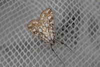 Elophila nymphaeata