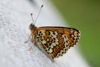 Melitaea cinxia