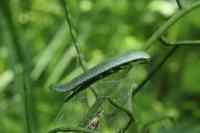 Anthocharis cardamines