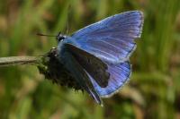 Polyommatus icarus