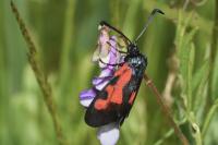 Zygaena trifolii