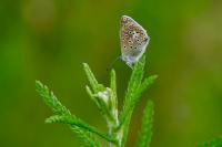 Polyommatus icarus