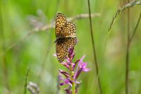 Melitaea cinxia