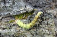 Polyploca ridens
