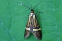 Nemophora degeerella