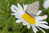Polyommatus icarus