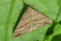 Hypena proboscidalis