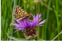 Melitaea cinxia