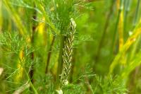 Cucullia chamomillae