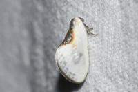 Cilix glaucata/hispanica