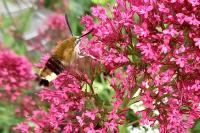 Hemaris fuciformis