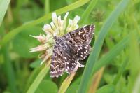 Euclidia mi