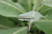 Cucullia verbasci