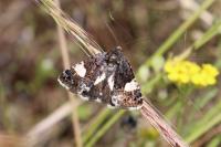Tyta luctuosa
