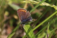 Polyommatus icarus