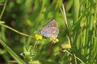 Polyommatus icarus