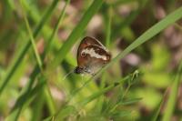 Coenonympha arcania