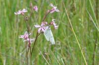 Aporia crataegi