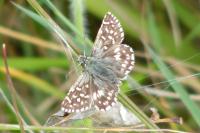 Pyrgus malvae