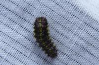 Aglaope infausta