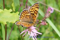 Melitaea phoebe