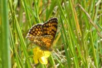 Melitaea phoebe