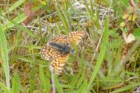 Melitaea cinxia