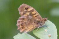 Pararge aegeria