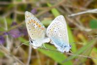 Polyommatus icarus