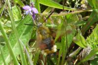 Hemaris fuciformis