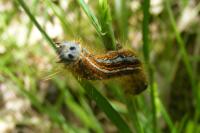 Malacosoma neustria