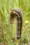 Malacosoma neustria
