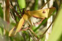 Diacrisia sannio