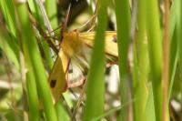 Diacrisia sannio