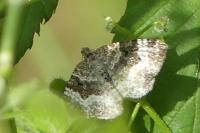 Epirrhoe alternata