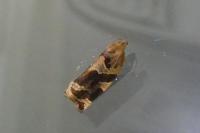 Archips xylosteana