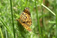 Boloria selene