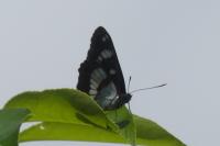 Limenitis reducta